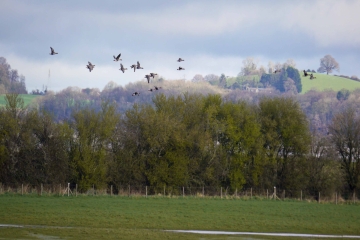 Flurry of Spring migrants